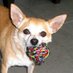 Comedy Montréal ☮🇨🇦🐶 (@comedymontreal) Twitter profile photo Comedy Montréal ☮🇨🇦🐶 (@comedymontreal) Twitter profile photo