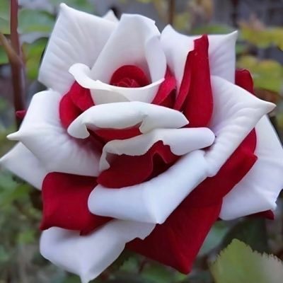 RatherRuralUSA's profile picture. Question Everything