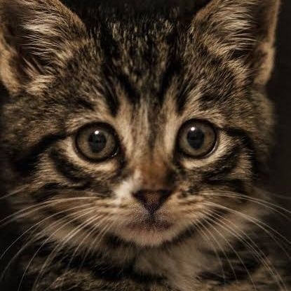 Bitok_Kimza's profile picture. 