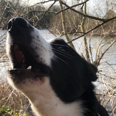 Etak474's profile picture. Collies are the best. PD is not