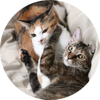2018年生まれの二匹の保護猫「ふく♀（キジトラ）＆そら♀（ミケ）」と暮らす主婦。趣味はパン作り。