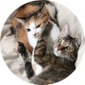 hogonekoshimai's profile picture. 2018年生まれの二匹の保護猫「ふく♀（キジトラ）＆そら♀（ミケ）」と暮らす主婦。趣味はパン作り。