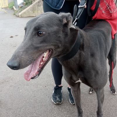 Independent Greyhound Ratings Analyst on @WeeklyGreyhound offering a quantifiable benchmark to enable better selection decisions ~ Home to Coolavanny Rebel