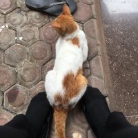 πΏπΏπΏ (@_affogatto) 's Twitter Profile