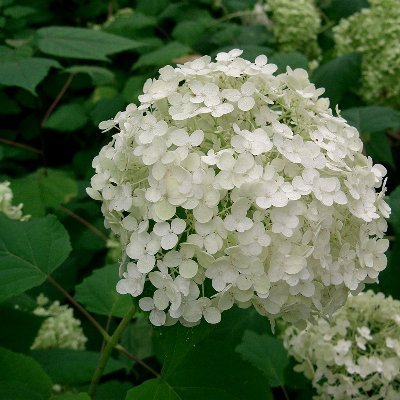 Tamasa_Rang's profile picture. 