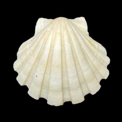 Crinoid18's profile picture. 採集した貝の特徴を記録しています🐚 同定に誤りがあればお教え下さいm(_ _)m