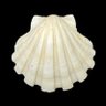 Crinoid18's profile picture. 採集した貝の特徴を記録しています🐚 同定に誤りがあればお教え下さいm(_ _)m