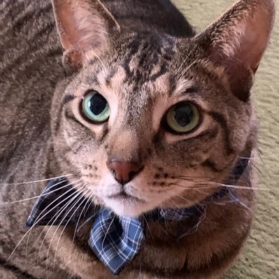 鬱病・右耳失聴 ・猫愛・日本文学と歴史好き・心が弱い自分を騙し騙し生きてます〜・推しにまみれてます 超推は石田三成,毛利元就,立原道造,津村信夫,朝井リョウ,小林誠司,松尾汐恩,土橋怜於、阿炎,羽生結弦,浅井健一,子安武人,槇えびし,中村明日美子,イルカ先生,Mマカロン,伏黒ぱっぱ,善逸(敬称略)・カトリックです