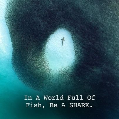 daring_Shark_'s profile picture. If you run into this account, count this as your lucky year. Free entries on my timeline, just turn on notifications. Daring Sharks 🦈 massive winning streak!💸