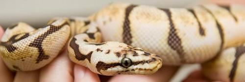 We breed many different ball python morphs, we are also known as pipe creek ball pythons.