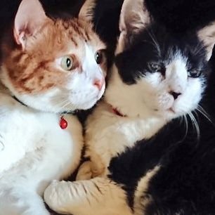よしみず🐈🐈さんのプロフィール画像