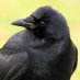 cumbria crows (@cumbriacrows) Twitter profile photo