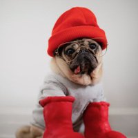 pug(@pug_heaven4) 's Twitter Profile Photo