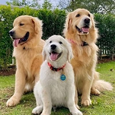 Golden retrievers