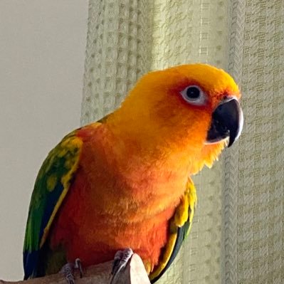 Pichano1's profile picture. BLA２級/野鳥の会/オカメ４羽、ナナイロ一羽/ピアノ
