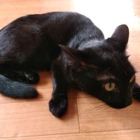 ま〜さ (@oriccs3masa) 's Twitter Profile