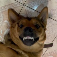 Ксенон 🔪🐷🐶(@puzdria) 's Twitter Profile Photo Ксенон 🔪🐷🐶(@puzdria) 's Twitter Profile Photo