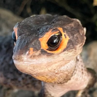 2013年2月からアカメカブトトカゲ♀を飼育中。名前はニケ。他に ニホンイシガメ・レオパ・ニホンヤモリ・アカハライモリ・トウキョウサンショウウオもいます。故ウーパールーパー(2009.5.25〜2025.7.25) 無言フォロー失礼します&フォロバお気遣いなく。