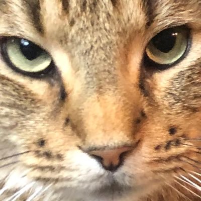 FraudDetection's profile picture.