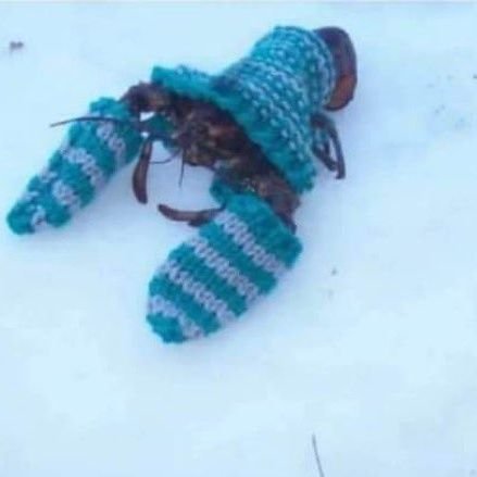 TheDarkSoulsGuy's profile picture. 