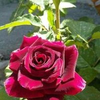 Emine kuzu (@emineku78105483) Twitter profile photo