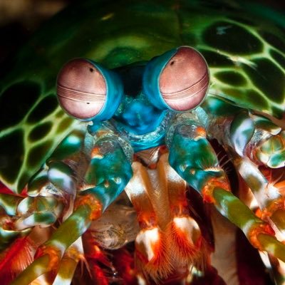 Nanomechanical Transhuman Shrimp. Strange breed of leftist. He/They works. Background is art by David Goodsell.