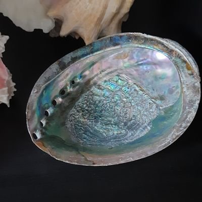 shellTORcoll's profile picture. 