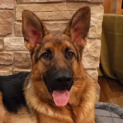 NovatheGSDog's profile picture. Retired early. Travels often. Married for 42 years — to the same one. Guided by common sense.

Airborne – Asset Management – Precious metals.