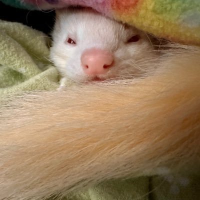 I am Hime, a female ferret born on 06/18/17. I call my pet human, Steve, and I have him trained really well. My protégés Taz & Tazu have sadly passed away.