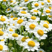 marilyn burgos (@mariburbu71) 's Twitter Profile