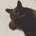 sylvester_the_cat_91722 (@kuo_status) Twitter profile photo sylvester_the_cat_91722 (@kuo_status) Twitter profile photo
