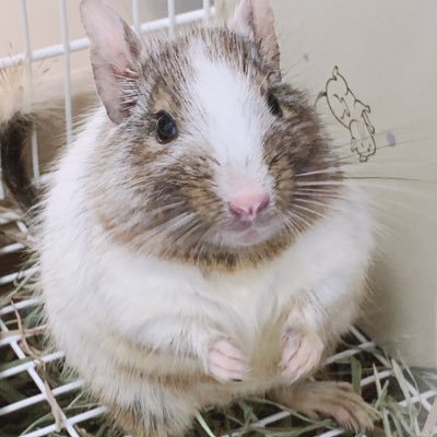 2020年2月産まれのドジでまんまるなデグーの男の子🐭 日常を流したりリツイートしたり💭 🌈4/7に虹の橋を渡りました