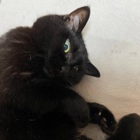 真魚八重子 (@1942epitaph) 's Twitter Profile