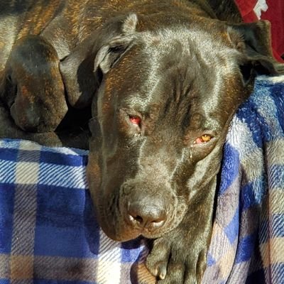 Patriot.
Patient with dumb dumbs, but will burn the intentionally stupid.
Can read/adjust MOA for effect.
Honestly believe that dogs exist to humble us.