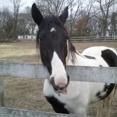 MyPitbullsRock's profile picture. 