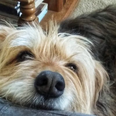 johanna_modica4's profile picture. 