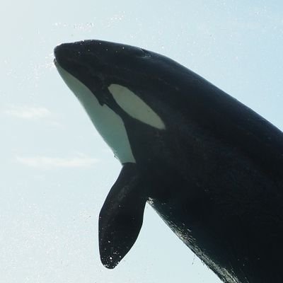 シャチが好き。鴨川シーワールドが好き。ラン(Ran 2)が好き。そんなアカウント  |  写真、造形、稀にイラスト  |  OM-1 / E-M5 Mark III  |  鯨類以外のコンテンツ→　@anotherPrOr
|
https://t.co/ks3EBRt1ri