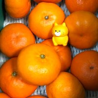 すいかと牛乳🍉🥛😋 (@wwvs9t6w6esrl4t) 's Twitter Profile Photo