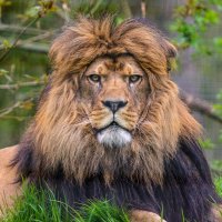 Patriotic Lion(@ZaneLion) 's Twitter Profileg