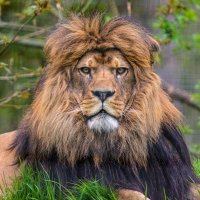 Patriotic Lion (@zanelion) 's Twitter Profile Photo Patriotic Lion (@zanelion) 's Twitter Profile Photo