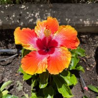 Mel 🍊 (@amargincall) 's Twitter Profile
