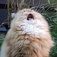Shencaaa (@shencaaa) 's Twitter Profile