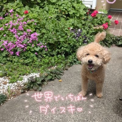 4671n45h2m75's profile picture. 20年前よりADHD、双極性障害と診断。投薬治療中です仕事もうつ病を繰り返して長続き出来ずの50代♀。そして🏤長年の私の心の支えだった…リクちゃんが🐕🌈（10歳4ヶ月）2023/1/23虹の橋へ旅立ってしまいました…🐕🏤私の時が止まっています🥲。