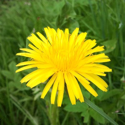 lupam_bulus's profile picture. 