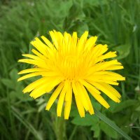 #energiewende (@lupam_bulus) 's Twitter Profile
