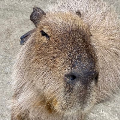 JgKwid's profile picture. 東大理一🌸