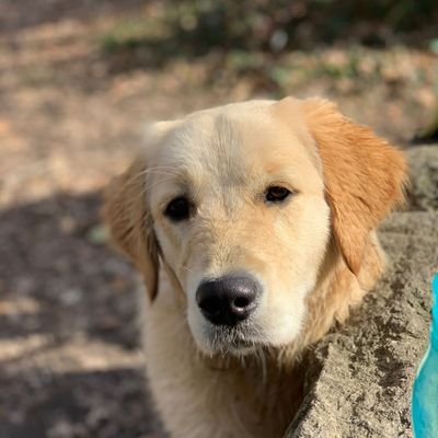 💕 the finer things, 💕my family & friends, Daisy retriever, uke, Devon, water, surfing, ski, anything ⚽️, girls ⚽️ coach, level 2 🏏☕️💃🇫🇷 🇺🇦 🇸🇮