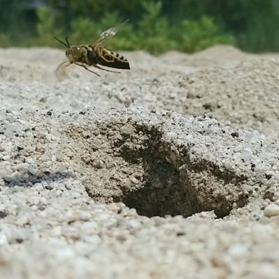 広島中等→岩大農学植生③

ジュニアウインドオーケストラ広島1,2期生 Euph. けらけら/管弦Vc