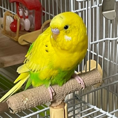 ピーちゃん (@BuraH1JzuQ73wHB) / Posts / X