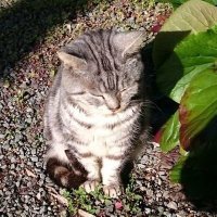 tanigawa nisin🌻 (@twinforest) 's Twitter Profile
